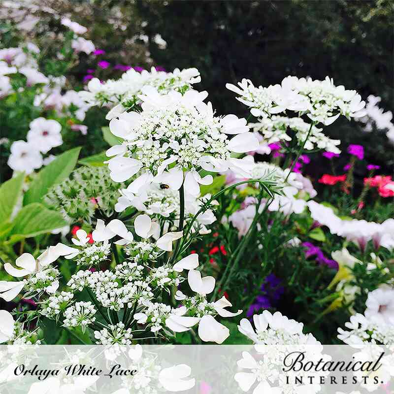 White Lace Orlaya Seeds - Image 4