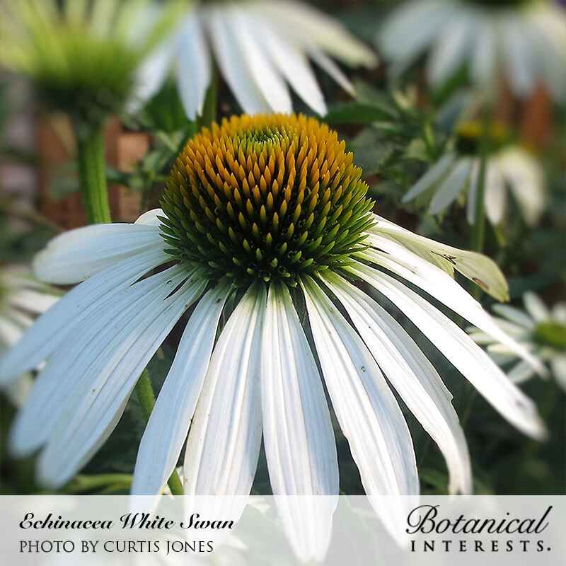 White Swan Echinacea Seeds - Image 4