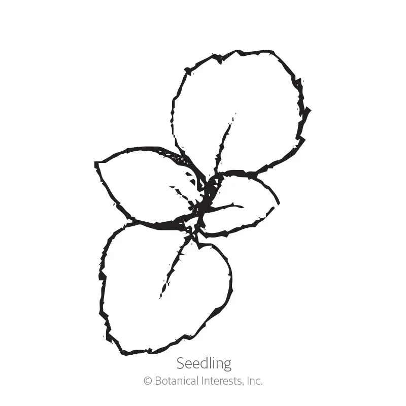 Wild Bergamot Seeds - Image 2