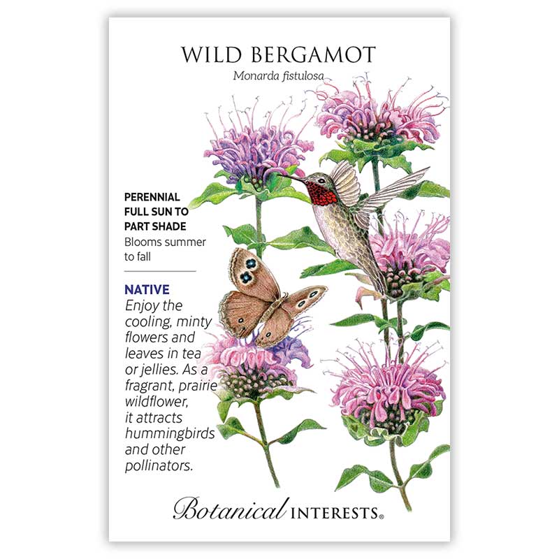 Wild Bergamot Seeds - Image 4