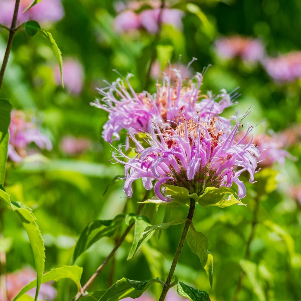 Wild Bergamot Seeds - Image 5