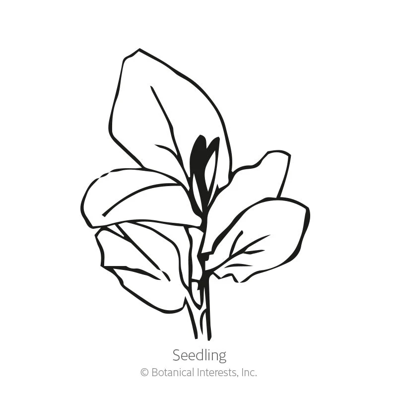 Windsor Fava Bean Seeds - Image 2