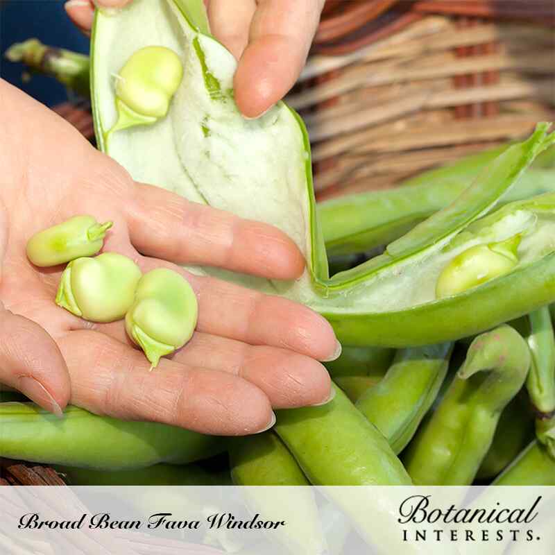 Windsor Fava Bean Seeds - Image 4