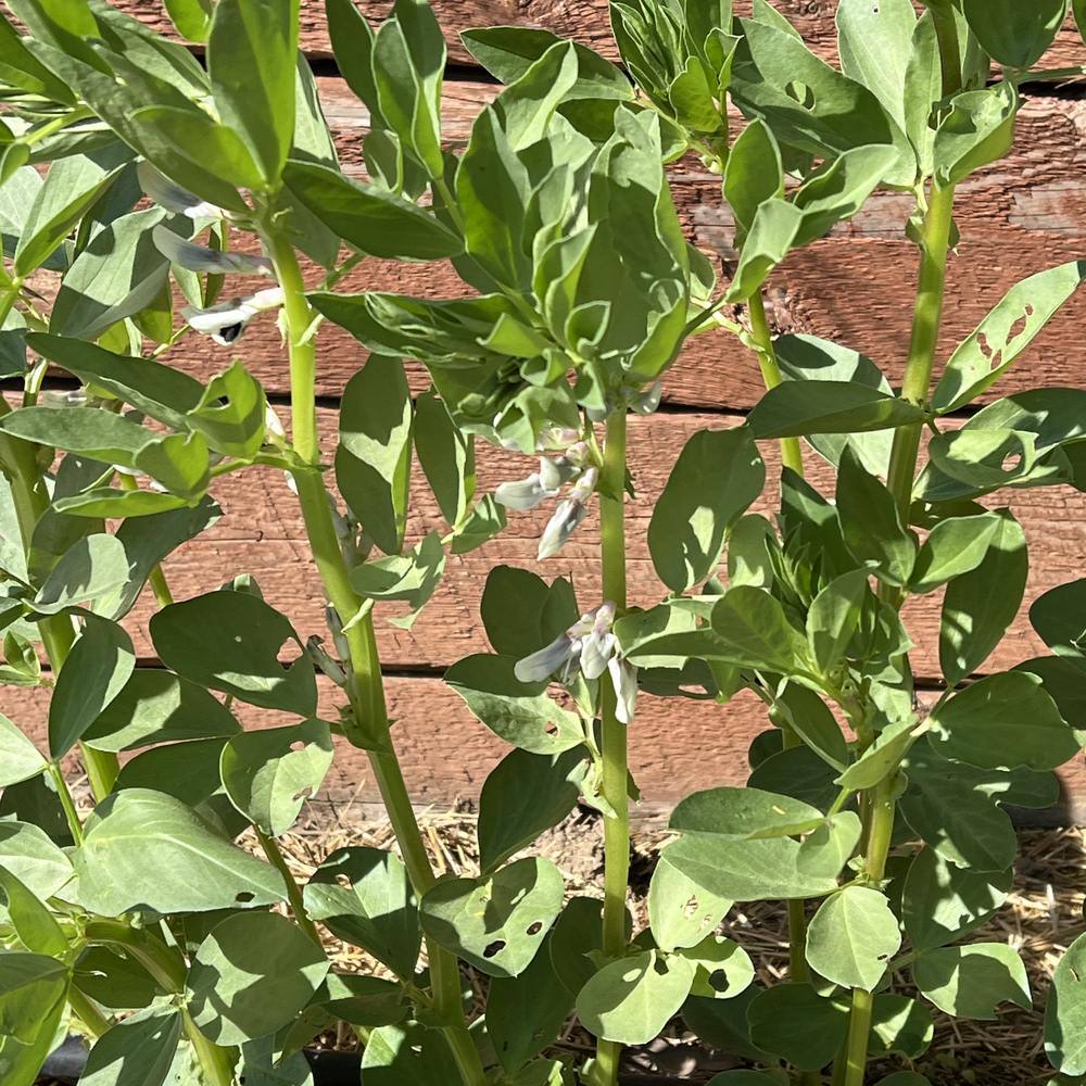 Windsor Fava Bean Seeds - Image 5