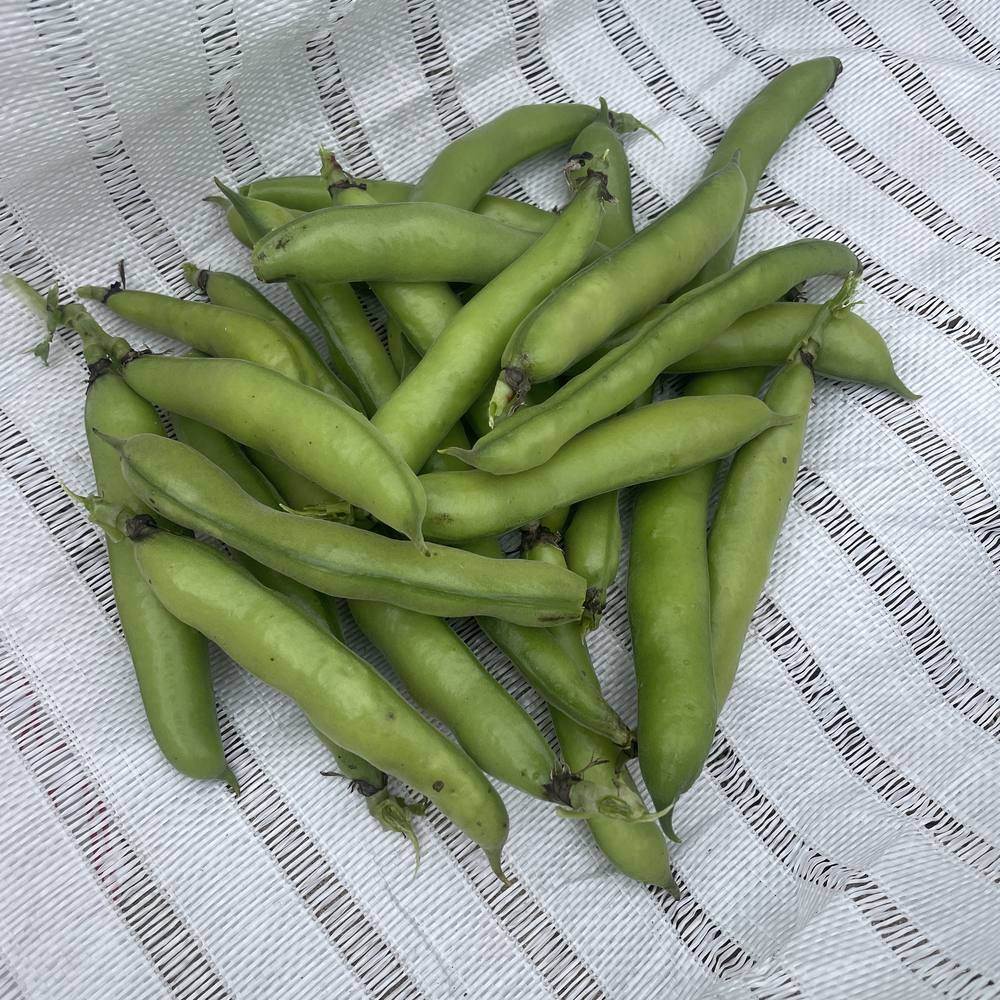 Windsor Fava Bean Seeds - Image 6