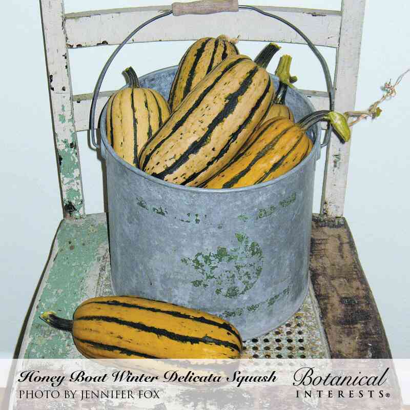 Honey Boat Winter Delicata Squash Seeds - Image 4