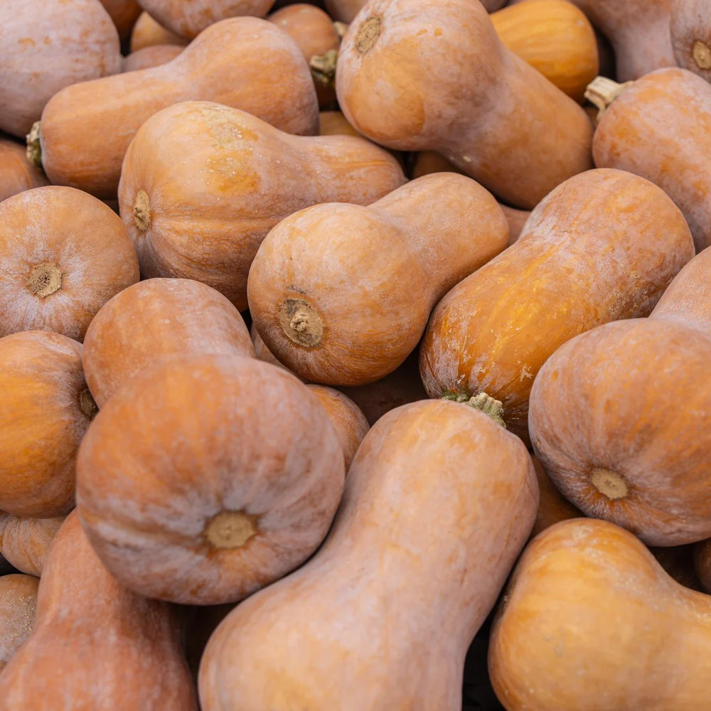 Honeynut Winter Squash Seeds - Image 4