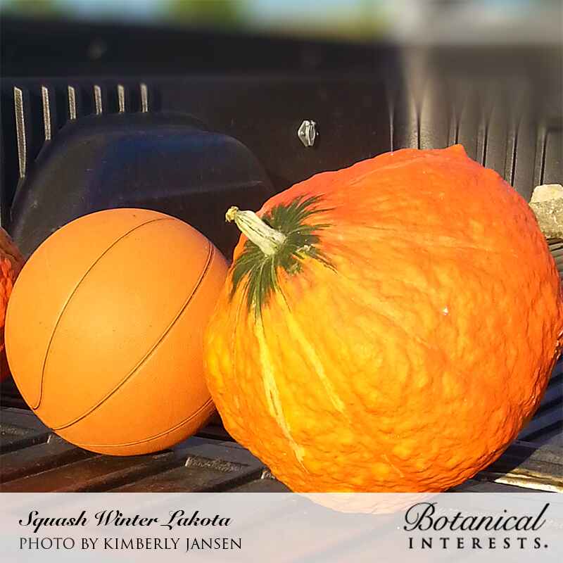 Lakota Winter Squash Seeds - Image 4