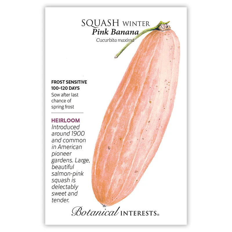 Pink Banana Winter Squash Seeds - Image 3