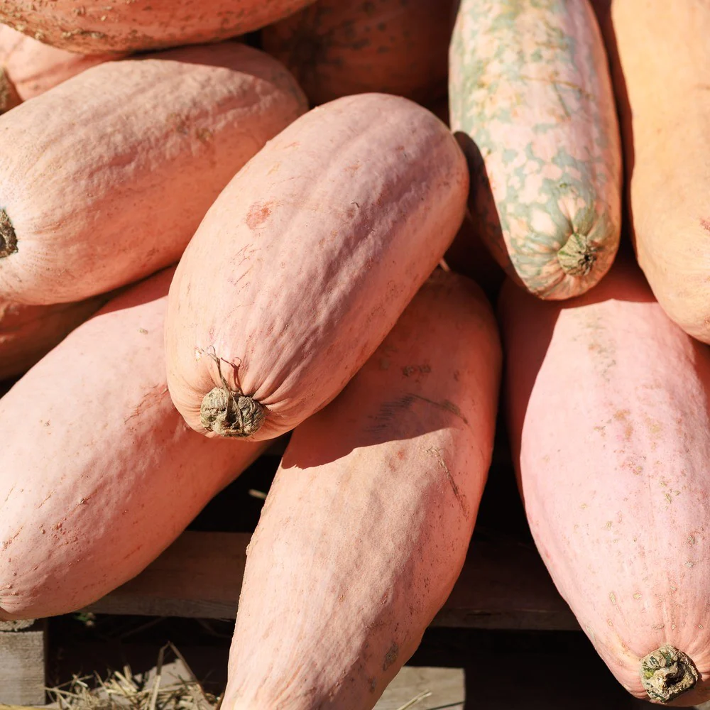 Pink Banana Winter Squash Seeds - Image 4