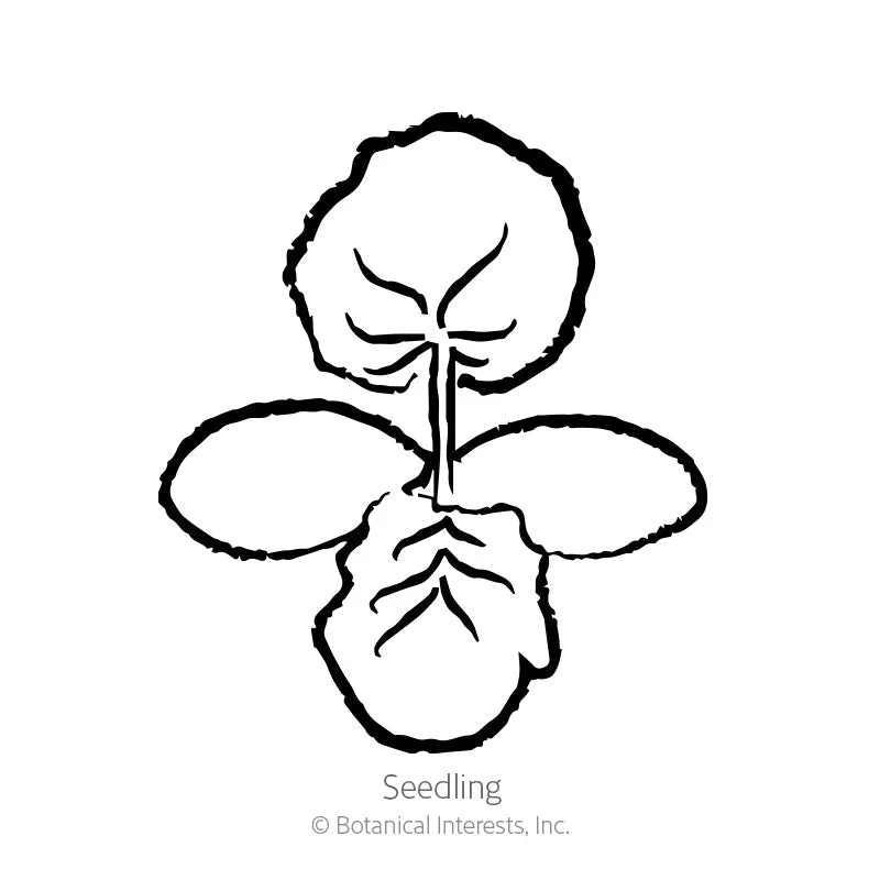 Red Kuri Winter Squash Seeds - Image 2