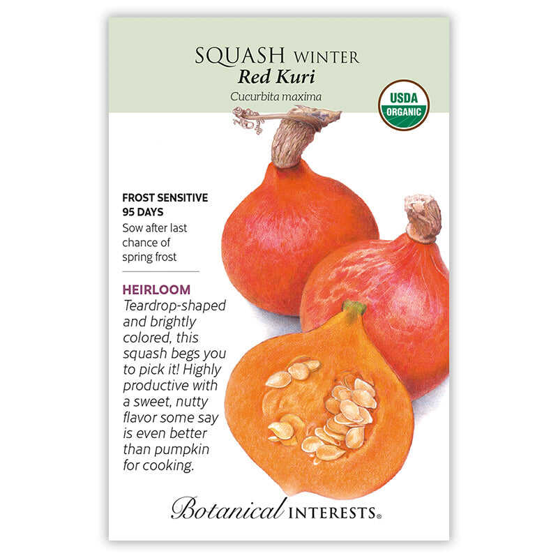 Red Kuri Winter Squash Seeds - Image 3