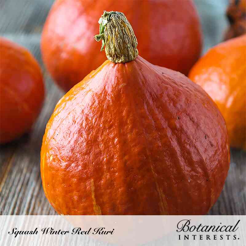 Red Kuri Winter Squash Seeds - Image 4