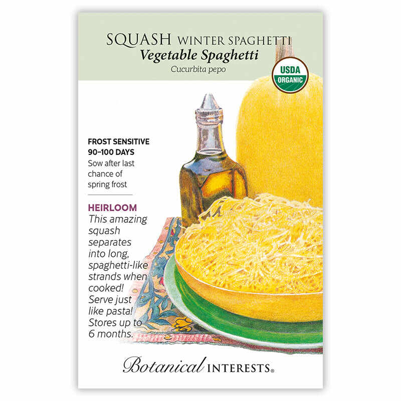 Vegetable Spaghetti Winter Squash Seeds - Image 3