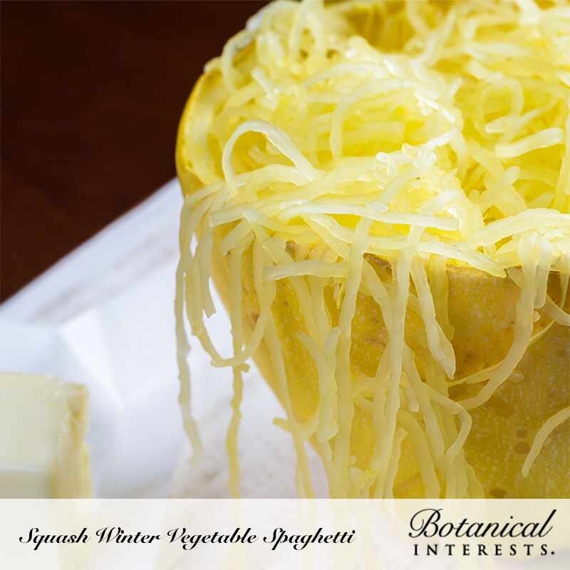 Vegetable Spaghetti Winter Squash Seeds - Image 4