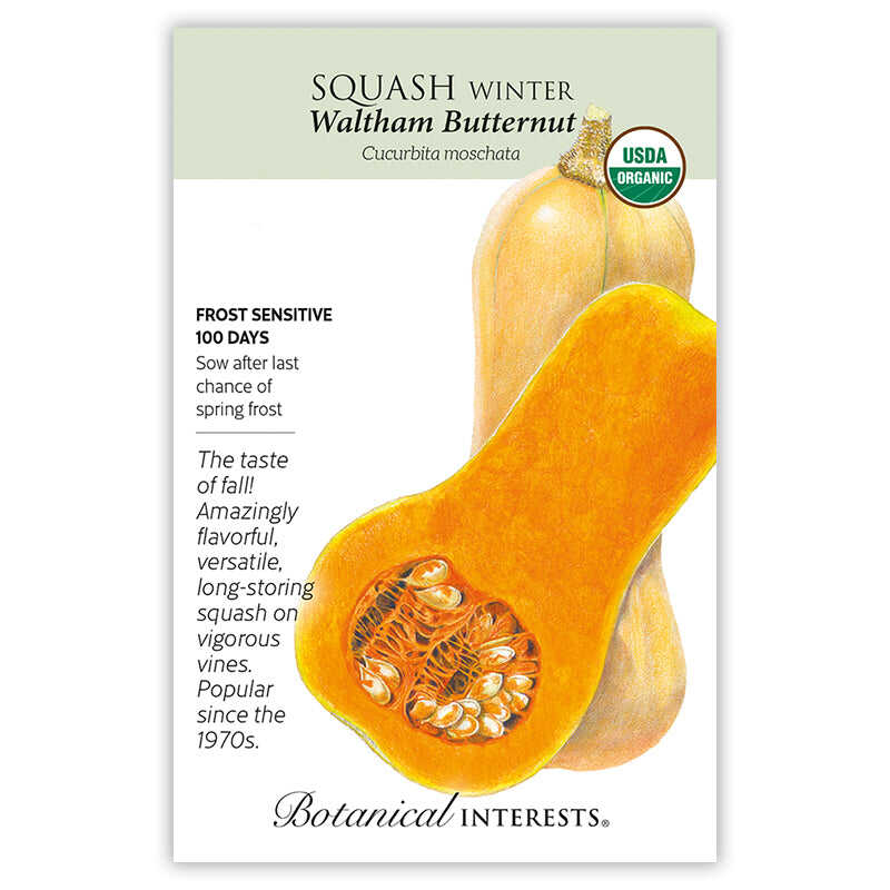 Waltham Butternut Winter Squash Seeds - Image 3