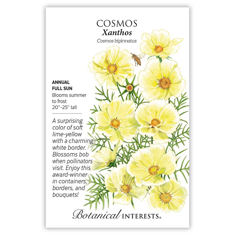 Xanthos Cosmos Seeds - Image 3