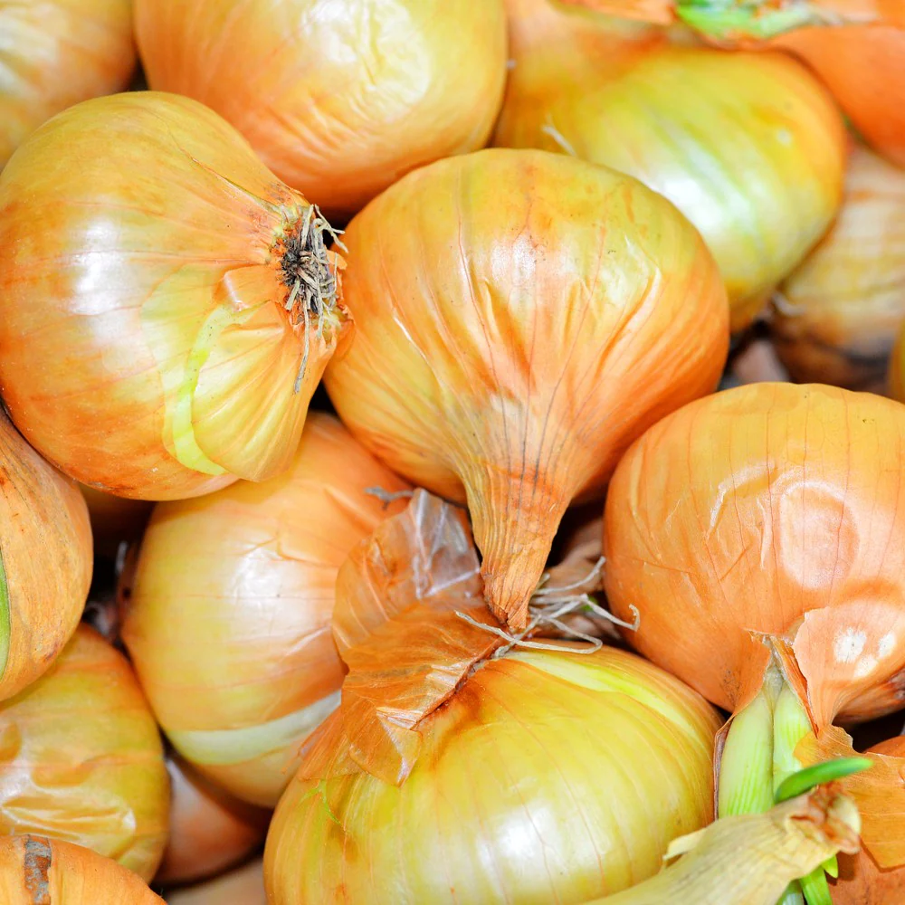 Yellow Sweet Spanish Utah Bulb Onion Seeds - Image 4