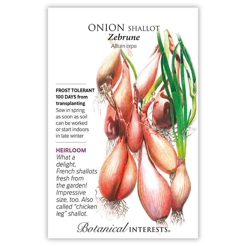 Zebrune Shallot Onion Seeds - Image 3