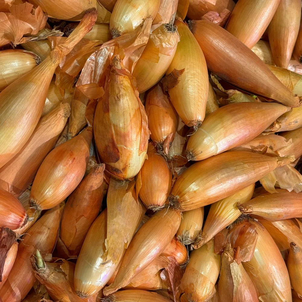 Zebrune Shallot Onion Seeds - Image 4