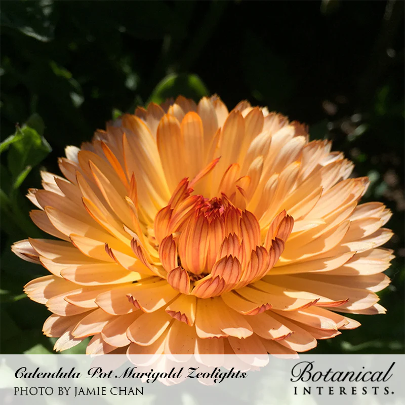 Zeolights Calendula (Pot Marigold) Seeds - Image 4