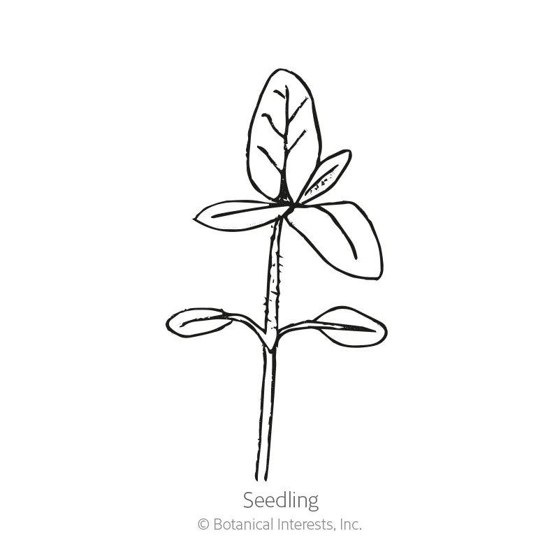 Zohar Sunflower Seeds - Image 2