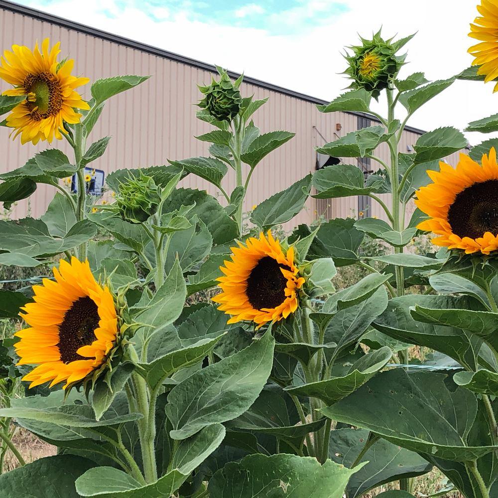 Zohar Sunflower Seeds - Image 4