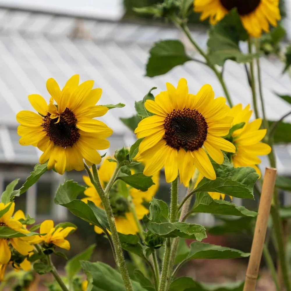 Zohar Sunflower Seeds - Image 5
